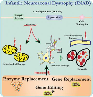 Infantile Neuroaxonal Dystrophy: Diagnosis and Possible Treatments